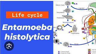 Entamoeba histolytica life cycle in just 20 minutes [upl. by Stefano]