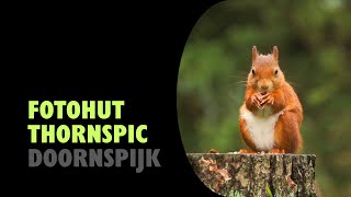 Doornspijk  Fotohut Thornspic 20241018  Birding NL [upl. by Coral1]