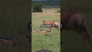 Oryx Forest Life youtubeshorts shortfeed viralvideo shorts short viralshorts viralreels [upl. by Puett]