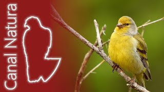 Verderón serrano Carduelis citrinella Citril Finch 4K [upl. by Derrek91]