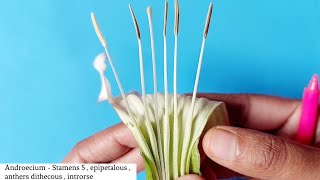 Dissection of Datura Flower  Family Solanaceae  By Jyoti Verma [upl. by Halsy]