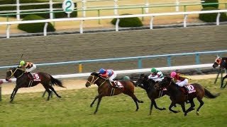 現地映像、クリンチャーが京都記念勝利。3着。京都競馬場 [upl. by Atilrep]