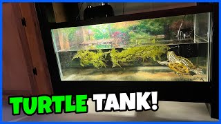 Cheap amp Simple TURTLE TANK Setup 40gal [upl. by Hawger]