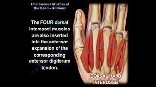 Interosseous Muscles Of The Hand Anatomy  Everything You Need To Know  Dr Nabil Ebraheim [upl. by Aramaj]