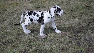 Gentle Giant  8w old male Great Dane Puppy [upl. by Esdras402]