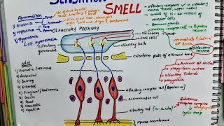 Sensation Of Smell Olfactory Pathway  Physiology [upl. by Tricia]