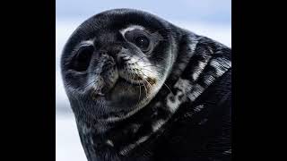 Dramatic Leopard Seal [upl. by Anak227]