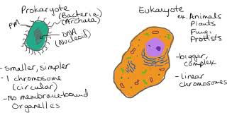 4 Prokaryotic vs Eukaryotic Cells [upl. by Ettennek566]