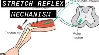 stretch reflex mechanismEasy Explanation within 5 minutes [upl. by Zarla]