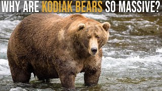 Why are Kodiak Bears So Massive [upl. by Anear]