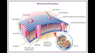 LAB NO1 MEMBRANA PLASTIMÁTICA ESTACIÓN 2 TIPOS DE TRANSPORTE FISIOLOGÍA GENERAL GRUPO 1 [upl. by Ettolrahs]