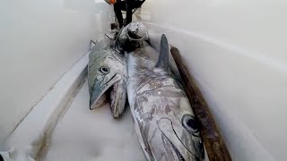 Spearfishing on a private island Dubai  Chasse sousmarine sur une ile privee  Ep24 [upl. by Attenal]