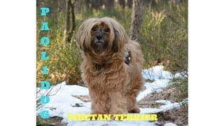 TIBETAN TERRIER TOP 10 INTERESTING FACTS [upl. by Haldas]