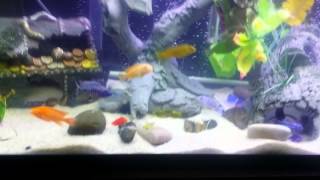 African Cichlids tank 60 gallon [upl. by Atolrac]