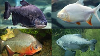 Top 4 types of pacu fishpacu fish typespacu vs piranhapacu fish carered belly pacualbino pacu [upl. by Kendy]