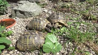 Europäische Landschildkröten richtig füttern Teil 9 [upl. by Cassie103]