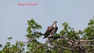 River Gambia wildlife [upl. by Akiemaj]