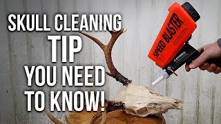 Corpse Wax Removal Skull Cleaning Tip YOU NEED TO KNOW [upl. by Silliw]