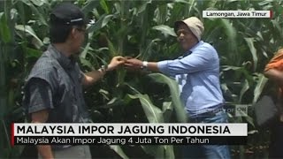 Malaysia Pesan 4 Juta Ton Jagung Dari Indonesia [upl. by Richter]