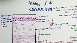 Histology Of Conjunctiva [upl. by Aivin]