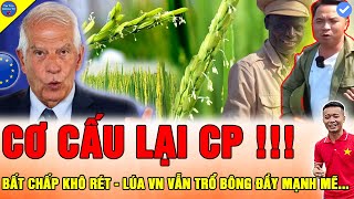 🔴PHƯƠNG TÂY SỐT SẮNG Team Quang Linh Vlogs LÚA NƯỚC TRỔ BÔNG ĐẦY BẤT NGỜ CHO DÙ LÀ MÙA KHÔ RÉT [upl. by Aicnarf]