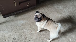 Pug dog barking loudly 🐶 🐾  dog barking sound  dog barking angry  angry dogs [upl. by Ynnahc9]