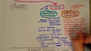 Streptococcus Betahemolytic [upl. by Hillhouse]