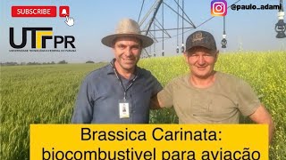 Brassica carinata [upl. by Geraint]