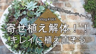 【Vlog661】【多肉植物】寄せ植え解体！！！キレイに植え直そう【夏の終わりのルーティーン】 [upl. by Sidwohl]