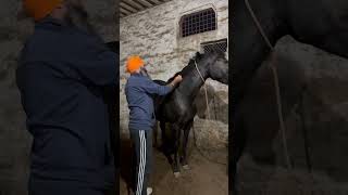 shortsfeed horse stallion punjabimusic horselover stalliongroup punjabisong horseriding [upl. by Eniagrom153]