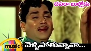 Vellipothunnava Telugu Song  Dasara Bullodu Telugu Movie  ANR  Vanisri  Anjali Devi [upl. by Rina]