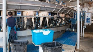 Stainless steel rotary milking parlor in Little Falls NY [upl. by Yssej]