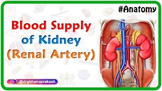 Blood supply of Kidney  Renal artery   Gross anatomy animated Usmle Lecture [upl. by Richie]