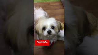 music piano love relaxingmusic song dogbreeds pets petowner doglover shorts [upl. by Gerge]