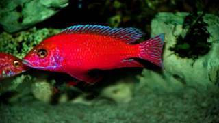 Firefish Coral Red Aulonacara Cichlid Ciklet Aras World [upl. by Ylla]