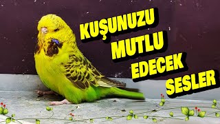 KUŞUNUZ MUTSUZ MU  İŞTE KUŞUNUZU MUTLU EDECEK SESLER MUTLULUK VERİCİ SES  KUŞ MEDİTASYONU [upl. by Asatan]