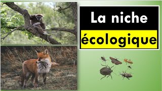 La niche écologique [upl. by Harpole]