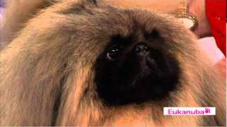 AKC Eukanuba National Championship Dog Show Best in Show 2010  Part 2 [upl. by Yael]