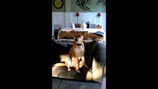 Dog with Severe Hip Dysplasia sits Oddly [upl. by Auberon]