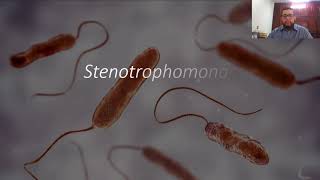 Stenotrophomonas maltophilia parte 1 [upl. by Najar]