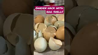 How to use eggshells in the garden [upl. by Lesly155]