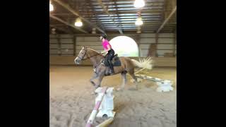 We leave for the show fridayyy horse equestrian riding eventing haflinger jumping [upl. by Eelirol]