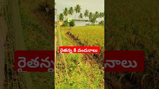 raithanna youtubeshorts trendingshorts ll telugu JSPb2t [upl. by Nyloj]