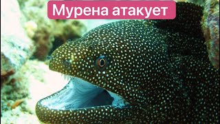 Мурена и рыба Фугу и другие обитатели Красного моря Matveivputi [upl. by Enilatan]