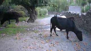 process of Collection of Apricots at mountain areasvillage lifestyle [upl. by Abana310]