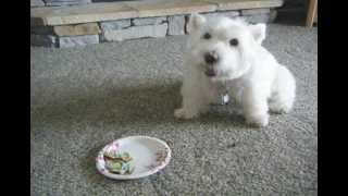 Dexter the Westies 12th Birthday [upl. by Dorraj]