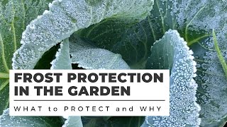 FROST PROTECTION in the Garden WHAT TO COVER and WHY [upl. by Nosnehpets]