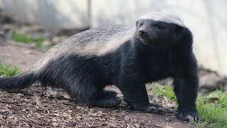 Honey Badgers  Howletts Wild Animal Park [upl. by Anneirda]