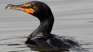 Cormorant diving eating fish fighting flying  Double crested [upl. by Anreval]