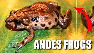 Andes Frog Facts Frogs WITHOUT Tadpoles 🐸 Animal Fact Files [upl. by Oby35]